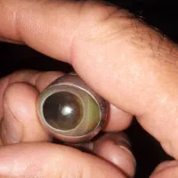 انگشتر بابا غوره اصل عتیقه|جواهرات|قم, بوستان جوان|دیوار