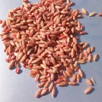 بذرتریتیکاله امریکایی