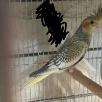 جوجه عروس هلندی سرلاکی ودو ماهه وبالغ درنژاد مختلف|پرنده|کرج, حصارک بالا|دیوار