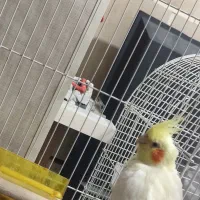 عروس هلندی جفت مولد دو جوجه ی دانخور|پرنده|شوش, |دیوار