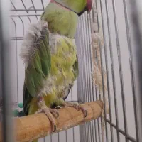 واگذاری طوطی ملنگو