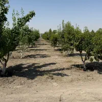 فروش باغچه ۵۰۰ متری چهاردیواری