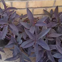 فروش گل و گیاه|گل و گیاه طبیعی|سمنان, |دیوار