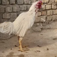 خروس لاری|حیوانات مزرعه|قنوات, |دیوار