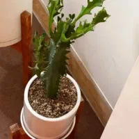 گل وگیاه|گل و گیاه طبیعی|شیراز, منصورآباد|دیوار