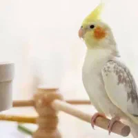 عروس هلندی یک جفت|پرنده|بندرعباس, |دیوار