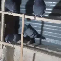 کبوتر فرشاد|پرنده|تهران, افسریه جنوبی|دیوار