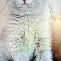 اسکاتیش بلو|گربه|آبادان, |دیوار