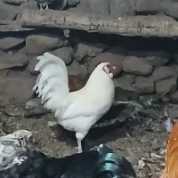 خروس گلین سفید نیمچه مرندی فریک لاری جوان|حیوانات مزرعه|آبیک, |دیوار