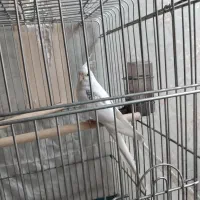 عروس هلندی آلبینو دوکت پروانه ای مهر مولد