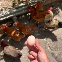 بهترین تخم مرغ نطفه دار|حیوانات مزرعه|ماهدشت, |دیوار