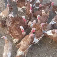 بوقلمون برنزه|حیوانات مزرعه|دیواندره, |دیوار