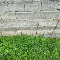 گردو نژاد برتر