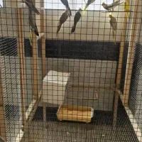 کوتوله و عروس هلندی|پرنده|قم, شهرک سازمان آب|دیوار