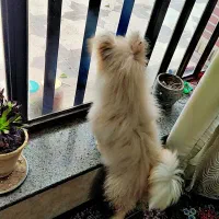 سگ.|سگ|شیراز, رکنآباد|دیوار