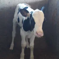 گوساله