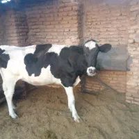 تلیسه آبستن هلشتان درجه یک
