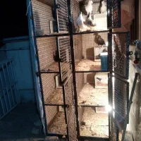 قفس کفتری|لوازم جانبی حیوانات|کرمان, |دیوار