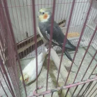 ۲جفت  عروس هلندی  مولد