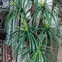 نخل مصنوعی|گل مصنوعی|قهدریجان, |دیوار