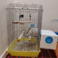 دو جفت عروس هلندی بهمراه قفس و تمام لوازم جانبی