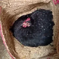 تخمه مرغ نطفه دار کوشین