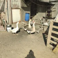 قو غاز اکراینی و آفریقایی فروشی