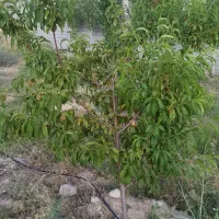 باغ،ویلا در موسی قیه