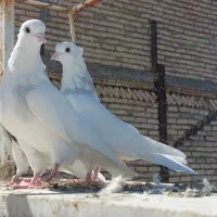 طوقی آبی