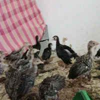 جوجه بوقلمون برنز