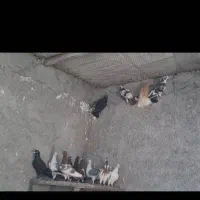 جتگاهی دم سفید گراف،زاغ،کارل میولمنز