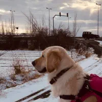 گلدن رتریور