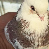 کبوتر نوک ریز و نوک قنار