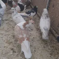 کبوتر پلاس لاهور|پرنده|قم, باجک یک|دیوار