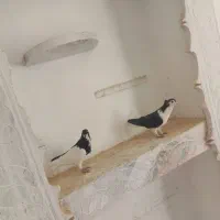 کفتر رنگه چپ سیاه ساده کاکل