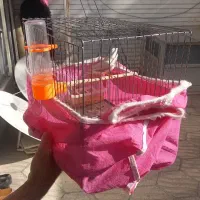 یک عدد فنچ دم سیاه