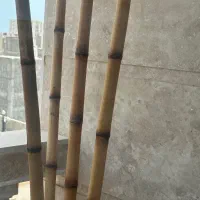 چوب بامبو