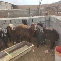 چهار راس بره نر پای پروار