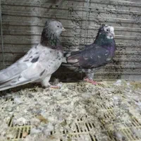 کبوتر پرشی کاشونی تهرانی شمرونی سرور شازده