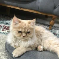 گربه پرشین لانگ هیر