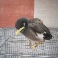 مرغ مینا