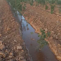باغ پسته 5 هزار متری واقع در دولت آباد سروستان
