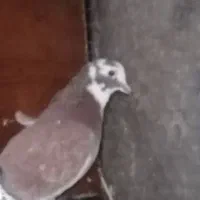 کبوتر شازده سرخ تهرانی خوشرنگ|پرنده|تهران, امام زاده عبدالله|دیوار