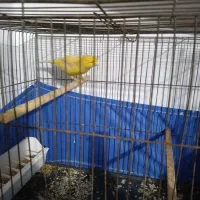 قناری نر ماده جوجه|پرنده|اسلامشهر, شهرک امام حسین (میان آباد)|دیوار