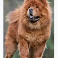 چاو چاو چوچو