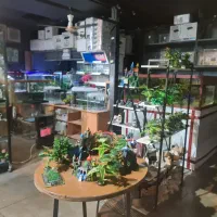 اکواریوم ماهی اب شور دیسکس ابشور انجل گوپی