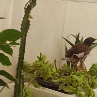 جوجه مینا بسیار باهوش (نرپاکستانی)|پرنده|شیراز, کوشک میدان|دیوار