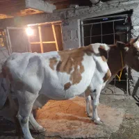 گاو ۳ماه حامله