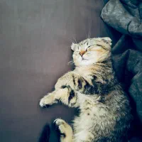 گربه اسکاتیش فولد|گربه|بابل, |دیوار