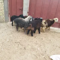 بره نر پرواری|حیوانات مزرعه|مرودشت, زنگی آباد|دیوار